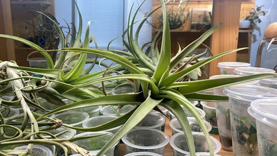 Urban Plants Air plants/ Sky plants - Tillandsia cacticola