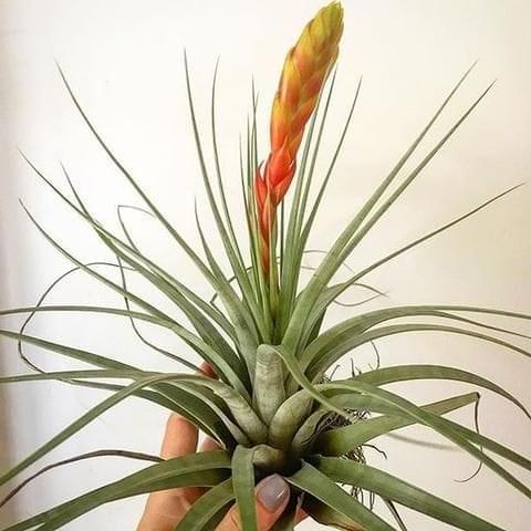 Urban Plants Air plants/sky plants - Tillandsia Fasiculata