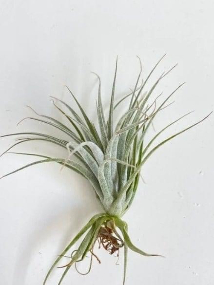 Urban Plants Air plants - Thillandsia sucrei