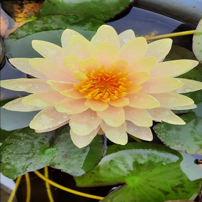 Urban Plants™ Aquatic plants Peach Glow Waterlily Tuber Peach Glow Waterlily Tuber-Urban Plants