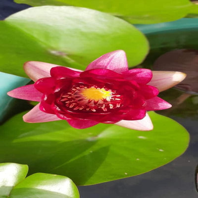 Urban Plants™ Aquatic plants set of 1 Siam Garnet Waterlily Tuber Siam Garnet Waterlily Tuber-Urban Plants