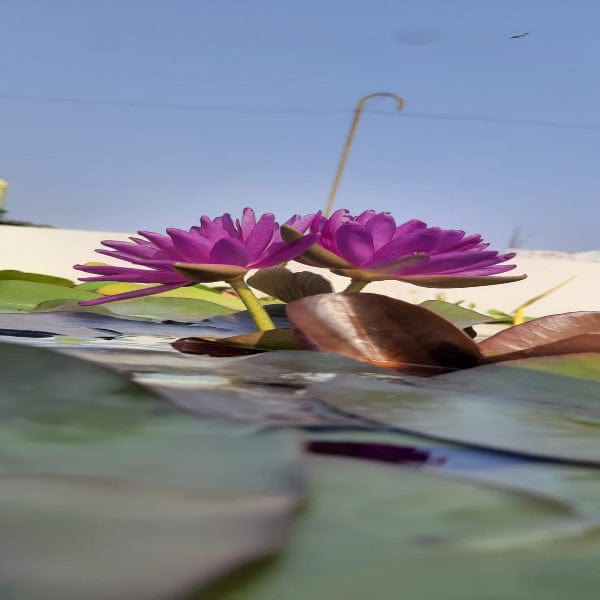 Urban Plants™ Aquatic plants set of 1 Vilocius HXT Waterlily Tuber Vilocius HXT Waterlily Tuber-Urban Plants