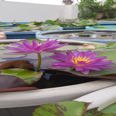 Urban Plants™ Aquatic plants set of 1 Vilocius HXT Waterlily Tuber Vilocius HXT Waterlily Tuber-Urban Plants