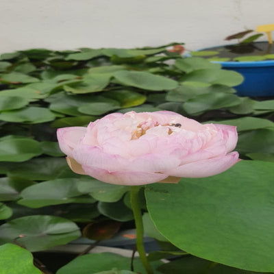 Urban Plants™ Aquatic plants set of 2 Amiry Camelia Lotus Tuber  Amiry Camelia Lotus Tuber-Urban Plants