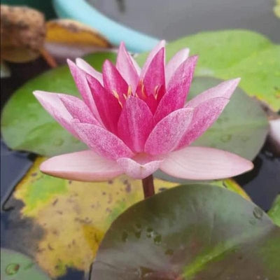 Urban Plants™ Aquatic plants set of 2 Conqueror Waterlily Tuber Conqueror Waterlily Tuber-Urban Plants