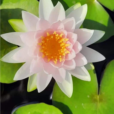 Urban Plants™ Aquatic plants set of 2 Madam Wilfron Waterlily Tuber Madam Wilfron Waterlily Tuber-Urban Plants
