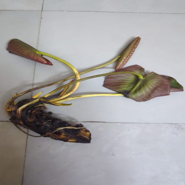 Urban Plants™ Aquatic plants set of 2 Wanvisa Waterlily Tuber Wanvisa Waterlily Tuber-Urban Plants