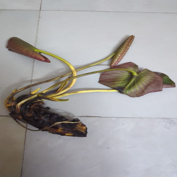 Urban Plants™ Buy Burgundy Princess Buy Burgundy Princess