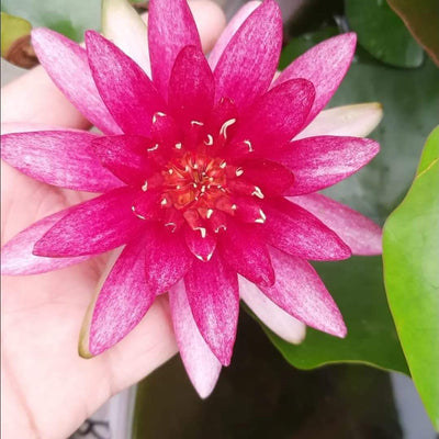 Urban Plants™ Buy Burgundy Princess Buy Burgundy Princess