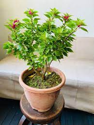 Urban Plants™ flower plants 21 jewels pink bougainvillea 21 jewels pink bougainvillea-Urban Plants