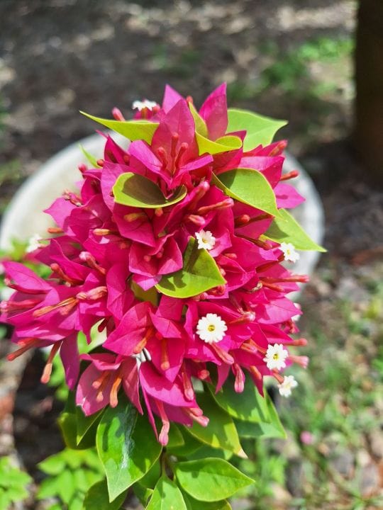 Urban Plants™ flower plants 21 jewels pink bougainvillea 21 jewels pink bougainvillea-Urban Plants