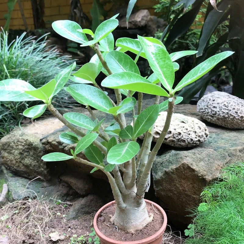 Urban Plants™ flower plants Adenium arabicum Adenium arabicum-Urban Plants