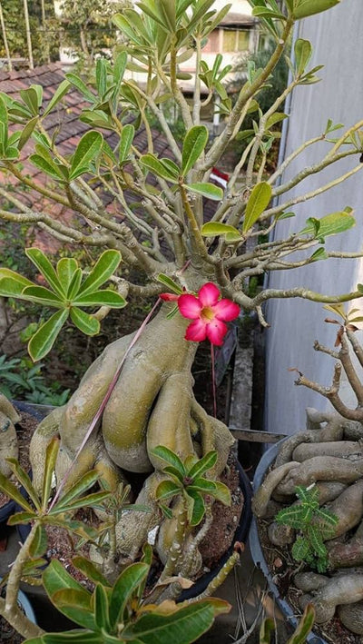 Urban Plants™ flower plants Adenium arabicum Adenium arabicum-Urban Plants
