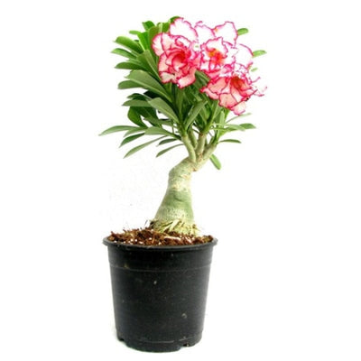 Urban Plants™ flower plants Thailand Variety Grafted Adenium Thailand Variety Grafted Adenium-Urban Plants