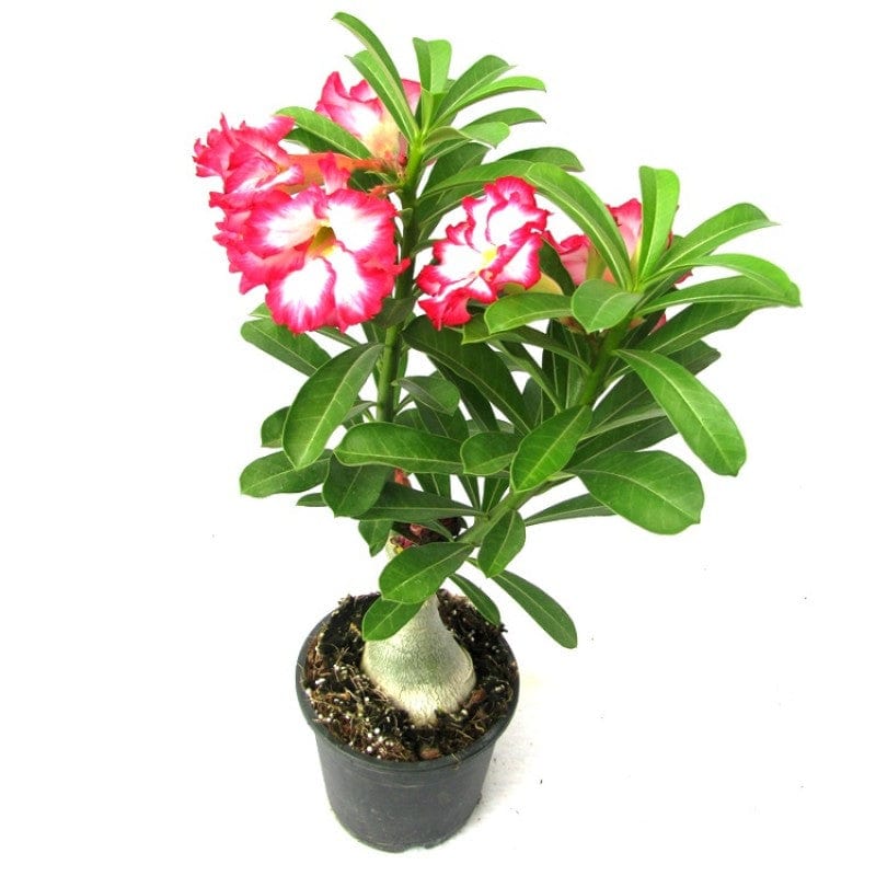 Urban Plants™ flower plants Thailand Variety Grafted Adenium Thailand Variety Grafted Adenium-Urban Plants