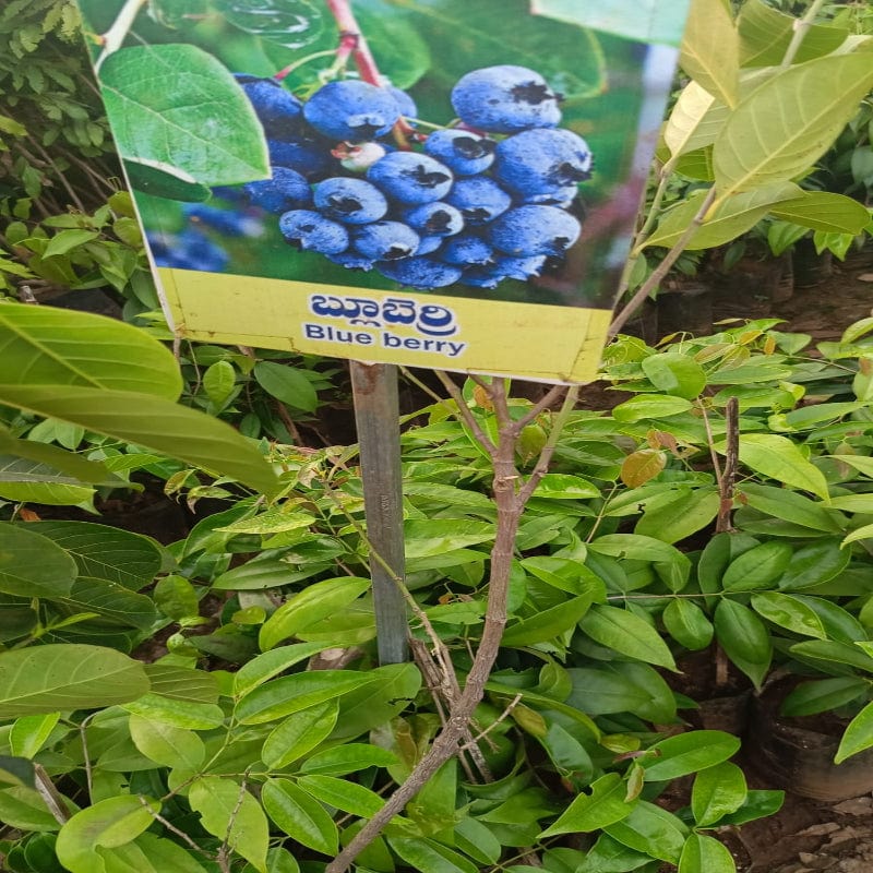 Urban Plants Fruit Plant Blueberry fruit plant Blueberry fruit plant-Urban Plants
