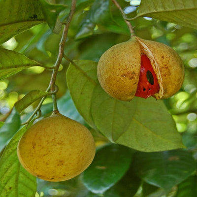 Urban Plants Fruit Plant Nutmeg Fruit Plant (M)-2.5 to 3 ft Nutmeg Fruit Plant (M)-2.5 to 3 ft-Urban Plants