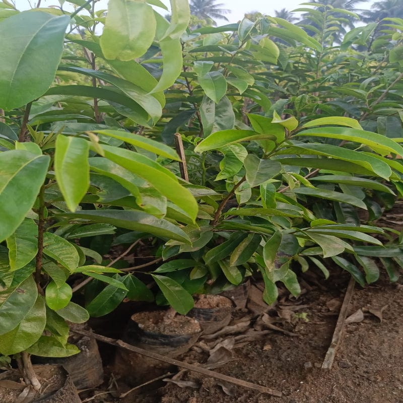 Urban Plants Fruit Plant Nutmeg Fruit Plant (M)-2.5 to 3 ft Nutmeg Fruit Plant (M)-2.5 to 3 ft-Urban Plants