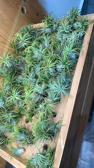 Urban Plants Pack of 1 Air plants - Tillandsia ionantha