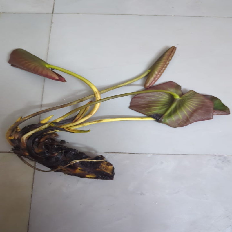 urban-plants-peach-glow-waterlily