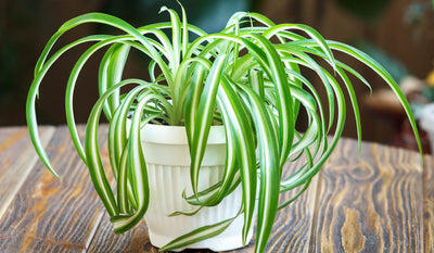 2000mrGarden Live Plant Spider Plant Buy Spider Plant Online, Live Plant