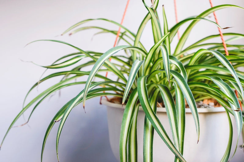 2000mrGarden Live Plant Spider Plant Buy Spider Plant Online, Live Plant