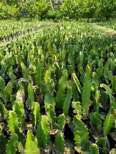 2000mrGarden Plants Dragon Fruit Plant Buy Dragon Fruit Plant Online,  Live Plant