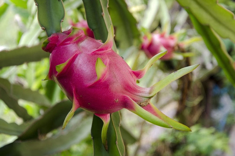 2000mrGarden Plants Dragon Fruit Plant Buy Dragon Fruit Plant Online,  Live Plant