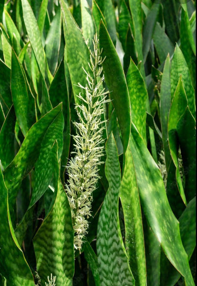 Abdul muheed Plant Sansevieria Hyacinthoides- Snake Plant Buy Sansevieria Hyacinthoides- Snake Plant Online