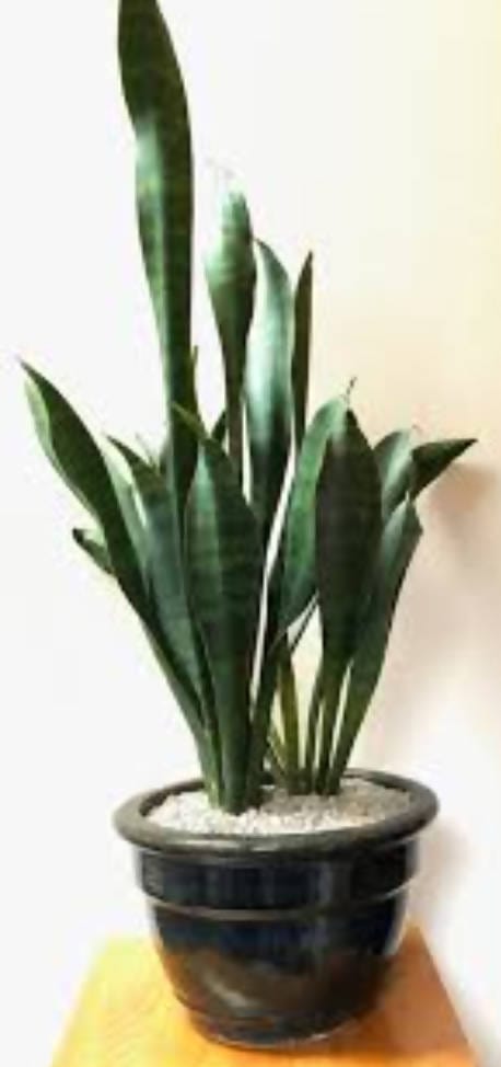 Abdul muheed Plant Sansevieria Hyacinthoides- Snake Plant Buy Sansevieria Hyacinthoides- Snake Plant Online