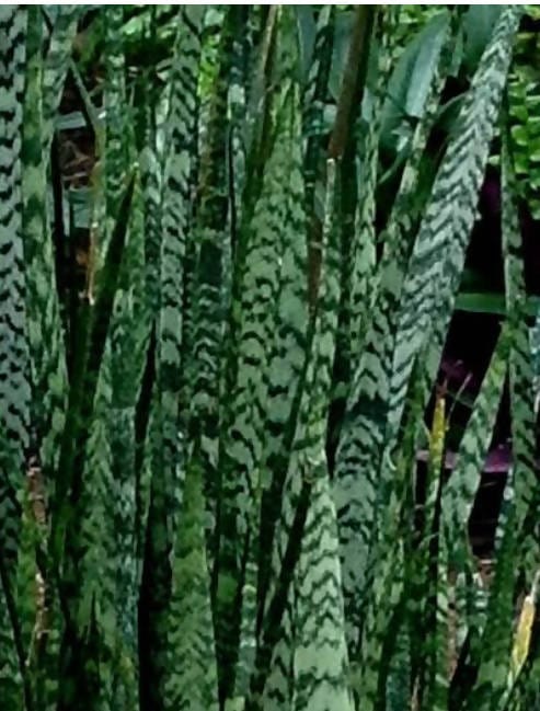 Abdul muheed Plant Sansevieria Hyacinthoides- Snake Plant Buy Sansevieria Hyacinthoides- Snake Plant Online