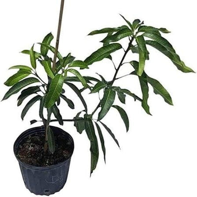 Abhishek S Kumar Fruit Plant Kalapadi mango plant