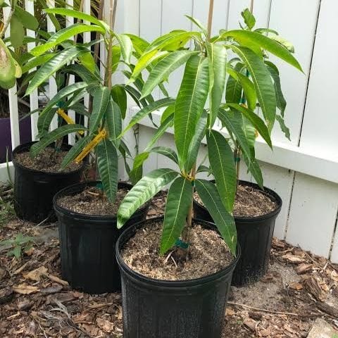 Abhishek S Kumar Fruit Plant Kalapadi mango plant