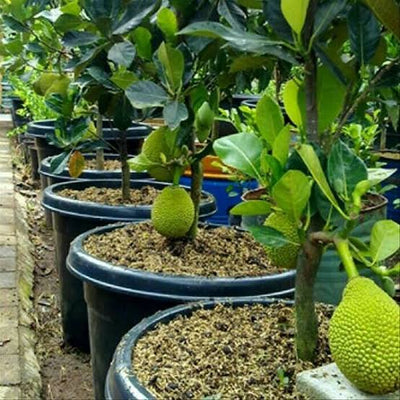 Amrapali nursery Fruit plant Jackfruit, Kathal Plant Buy Jackfruit, Kathal Plant Online 