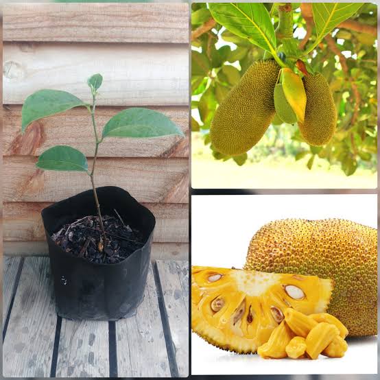 Amrapali nursery Fruit plant Jackfruit, Kathal Plant Buy Jackfruit, Kathal Plant Online