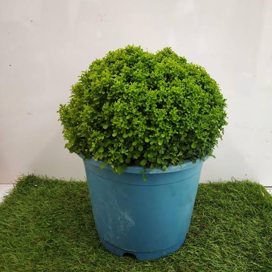 Table kamini plant price hotsell