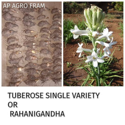 AP AGRO FRAM Ragani gandha single variety(10ps) Rajnigandha Tuberose Single Petal - 10 Bulbs Buy Rajnigandha Tuberose Single Petal Online 