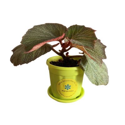 Bostonferns Private Limited Indoor Plant Pigskin Begonia Plant Buy Pigskin Begonia Online