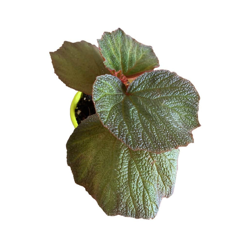 Bostonferns Private Limited Indoor Plant Pigskin Begonia Plant Buy Pigskin Begonia Online