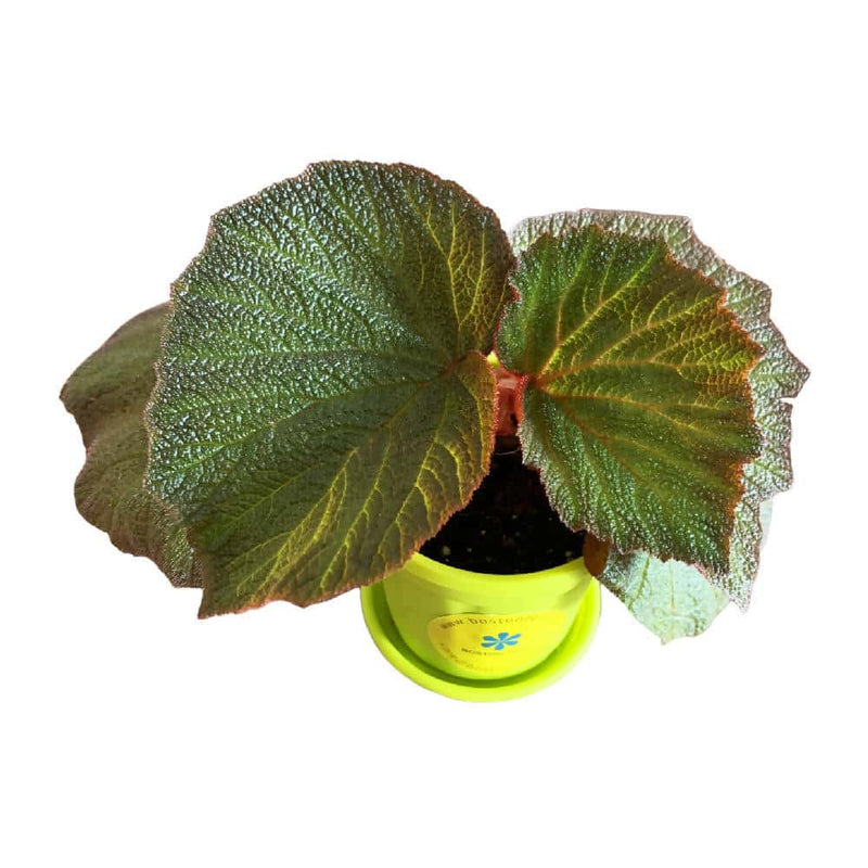 Bostonferns Private Limited Indoor Plant Pigskin Begonia Plant Buy Pigskin Begonia Online