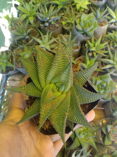Urban Plants™ Buy combo of 5 rare succulent