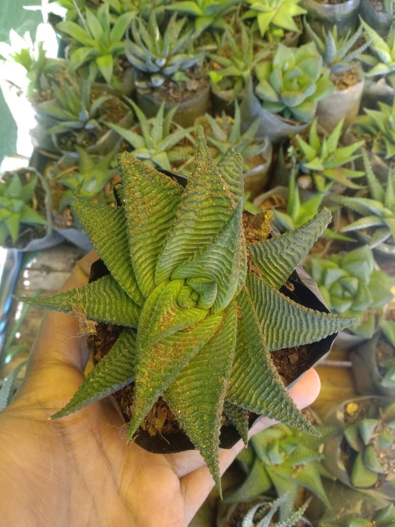 Urban Plants Buy combo of 6 succulents