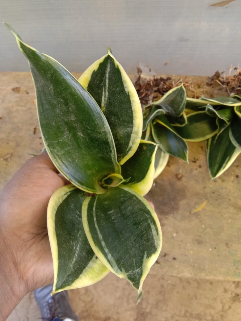 Buy combo of 6 succulents - Urban Plants™