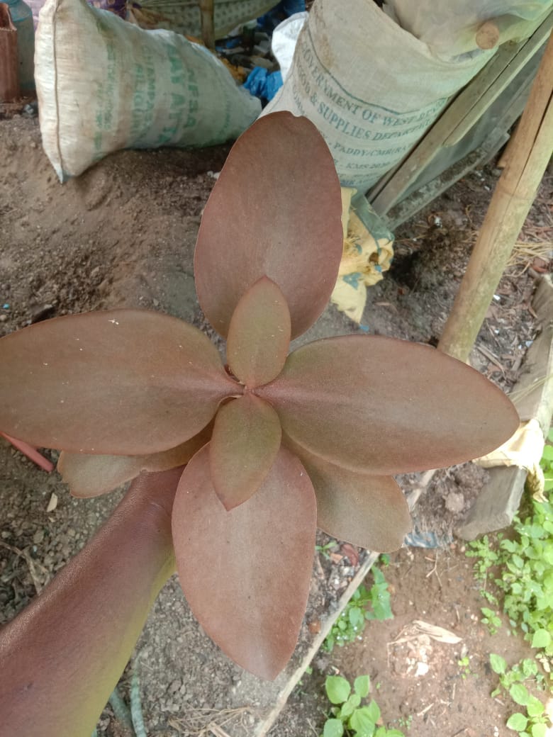 Buy combo of 6 succulents - Urban Plants™
