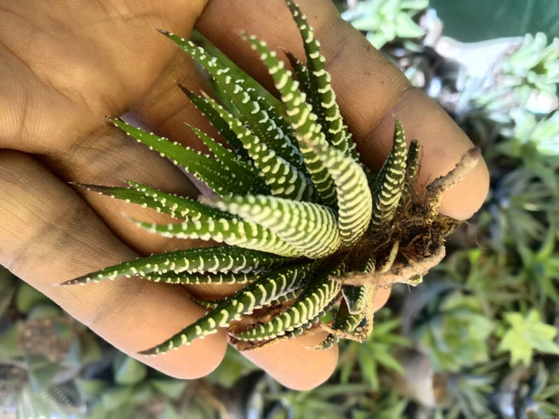 Buy combo of 6 succulents - Urban Plants™