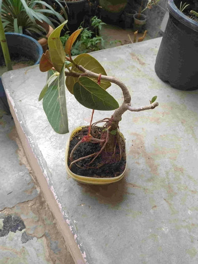 Desert_to_jungle Live bonsai plant Banyan tree Bonsai Buy Banyan tree Bonsai Online