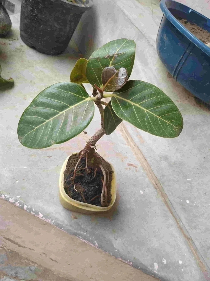 Desert_to_jungle Live bonsai plant Banyan tree Bonsai Buy Banyan tree Bonsai Online