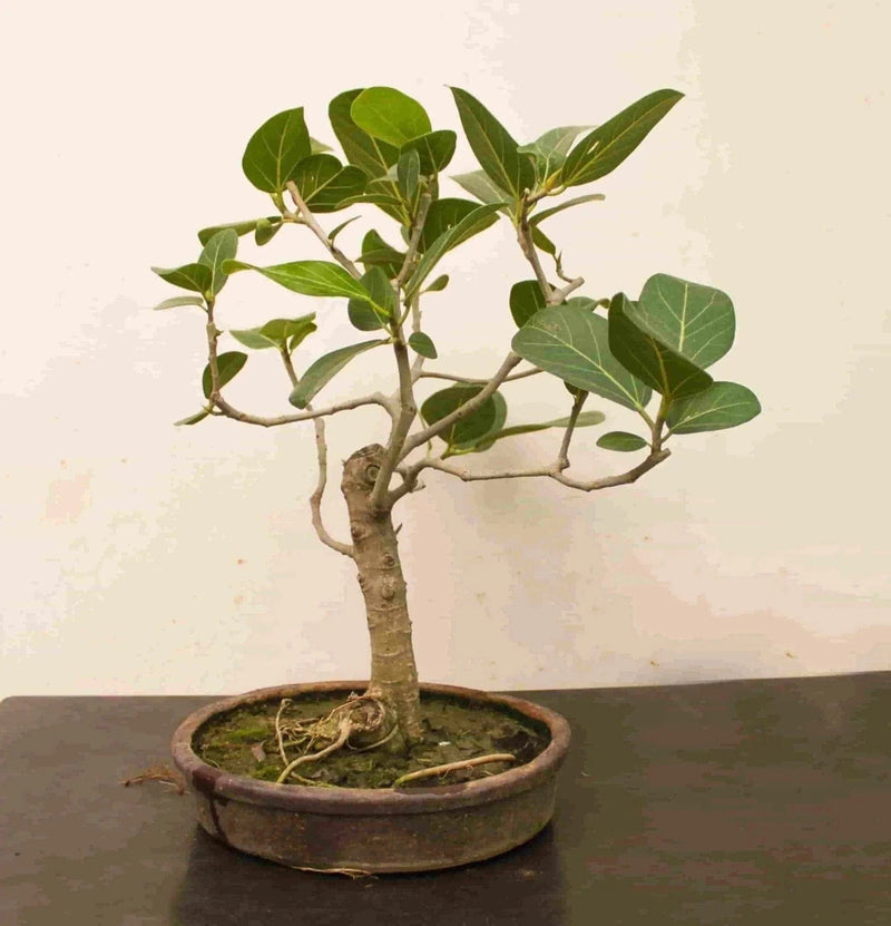 Desert_to_jungle Live bonsai plant Banyan tree Bonsai Buy Banyan tree Bonsai Online 