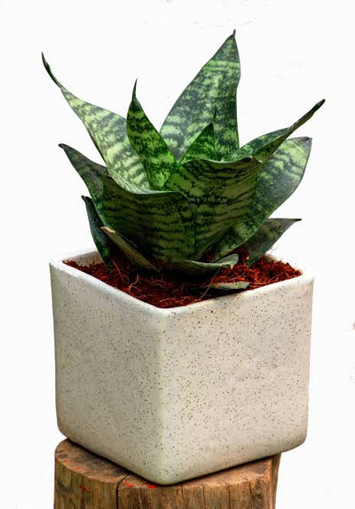 Desert_to_jungle Live plant Sansevieria trifasciata Hahnii, Dwarf Snake Plant  Sansevieria trifasciata Hahnii, Snake Plant Online