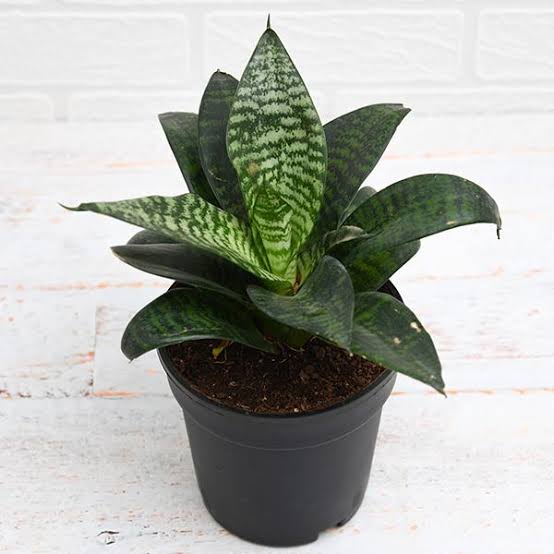 Desert_to_jungle Live plant Sansevieria trifasciata Hahnii, Dwarf Snake Plant  Sansevieria trifasciata Hahnii, Snake Plant Online